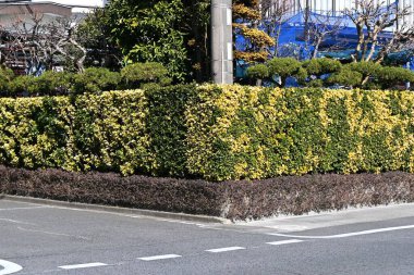  Euonymus japonicus var. aurea. Celastraceae her zaman yeşil çalı. İyice budanır ve yoğunlaşır. Bu da onu ideal bir çit haline getirir..