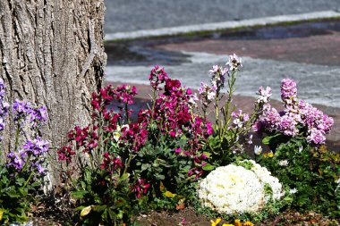 Garden stock ( Matthiola incana ) flowers. Brassicaceae flowers native to Southern Europe. They brighten up spring flower beds with their white, purple, pink, blue and pale yellow flowers. clipart