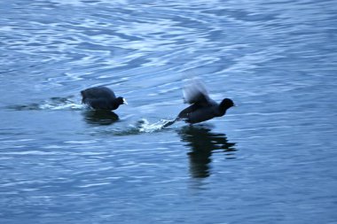 Nehirdeki siyah ördekler. Onlar suya yakın yaşayan ve su bitkileri, balıklar, böcekler vs. ile beslenen hepçil vahşi kuşlardır..