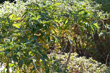  Mercan çalısı (Ardisia crenata) sarı dutlar. Primulaceae Ardisia hep yeşil çalı. Japonya 'da bu ağaç aynı zamanda yılbaşı için bir uğur kaynağıdır..