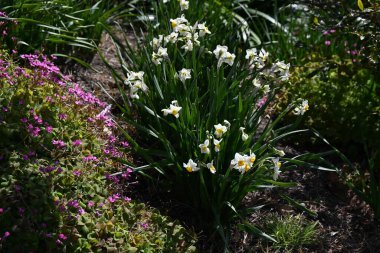 Narcissus tazetta çiçekleri. Amarillidaceae daimi soğanlı bitkiler. Temiz, tatlı kokulu çiçekleri ile ünlüdür ama ne yazık ki aynı zamanda zehirli bir bitkidir..