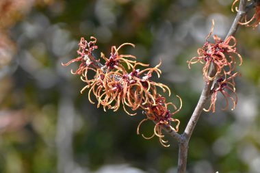Japon cadı fındığı (Hamamelis japonica) çiçekleri. Hamamelidaceae yaprak döken çalı. Kurdele gibi kokulu çiçekler yapraklar görünmeden önce ilkbaharın başlarında açar..
