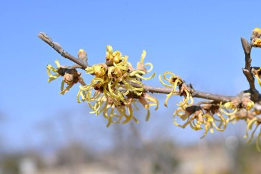Japon cadı fındığı (Hamamelis japonica) çiçekleri. Hamamelidaceae yaprak döken çalı. Kurdele gibi kokulu çiçekler yapraklar görünmeden önce ilkbaharın başlarında açar..