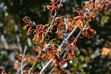 Japanese witch hazel (Hamamelis japonica) flowers. Hamamelidaceae deciduous shrub. Fragrant ribbon-like flowers bloom in early spring before the leaves appear. clipart