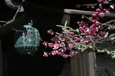 Ume (Japon kayısı) Japon bahçesinde tamamen çiçek açar. Ume çiçeklerini görmek Japon halkı için mevsimsel bir ilkbahar geleneğidir..
