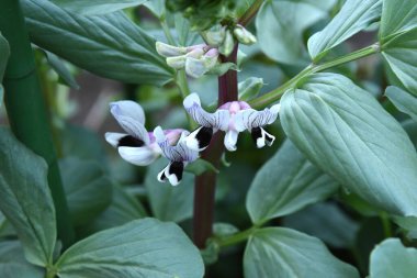  Fava fasulye ekimi. Bu son derece besleyici sebze sonbaharda ekilir ve sonraki baharda çiçek açar. Çiçek açtıktan yaklaşık bir ay sonra, yaz başında hasat edilebilir..