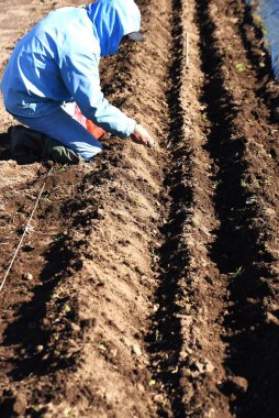  Fava fasulye ekimi. Bu son derece besleyici sebze sonbaharda ekilir ve sonraki baharda çiçek açar. Çiçek açtıktan yaklaşık bir ay sonra, yaz başında hasat edilebilir..