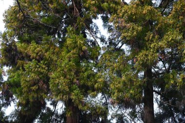 Japanese cedar flowers, which cause hay fever. There are many Japanese cedar trees planted in Japan, and many people suffer from cedar pollen allergy in the spring. clipart