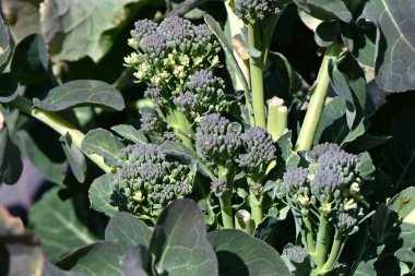 Brokoli ekimi. Sütyen familyasından besleyici yeşil ve sarı bir sebze, çiçek tomurcukları ve sapları yenilebilir..