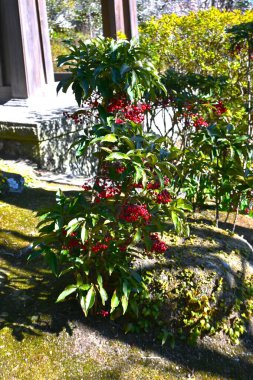 Coral bush ( Ardisia crenata ) berries. Primulaceae Ardisia evergreen shrub. The berries ripen beautifully to a red color in winter and are popular in Japan as a lucky plant for the New Year. clipart