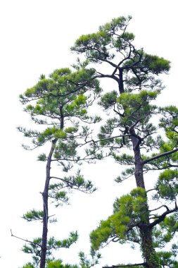 Japon siyah çam ağacı. Japonya 'ya özgü bir ağaçtır. Rüzgâr veya gelgit, veranda ağacı ve Japon tarzı bahçe ağacı ve bonsai için kullanılır..