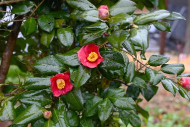 Kamelya çiçekleri. Theaceae her zaman yeşil çiçekli çalı. Düşen yapraklar yağmur damlalarıyla güzeldir. Hediye kartı arkaplan materyali.