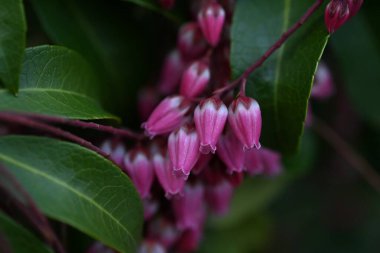  Japon Andromeda (Pieris japonica) çiçekleri. Zehirli Ericaceae daima yeşil çalı. Mart 'tan Mayıs' a kadar sayısız çan şeklindeki çiçekler panikte açar..
