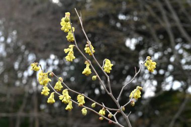 Çivili kış fındığı (Corylopsis spicata) çiçekler. Hamamelidaceae yapraklı çalı Japonya 'ya özgüdür. Sarı çiçekler Mart 'tan Nisan' a kadar açar.
