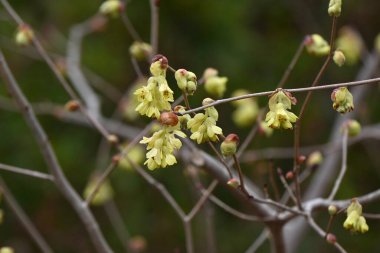 Çivili kış fındığı (Corylopsis spicata) çiçekler. Hamamelidaceae yapraklı çalı Japonya 'ya özgüdür. Sarı çiçekler Mart 'tan Nisan' a kadar açar.