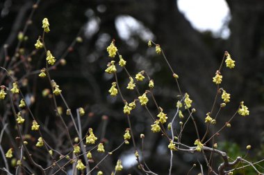 Çivili kış fındığı (Corylopsis spicata) çiçekler. Hamamelidaceae yapraklı çalı Japonya 'ya özgüdür. Sarı çiçekler Mart 'tan Nisan' a kadar açar.