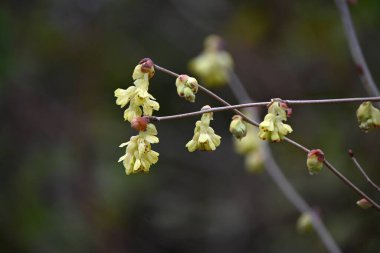 Çivili kış fındığı (Corylopsis spicata) çiçekler. Hamamelidaceae yapraklı çalı Japonya 'ya özgüdür. Sarı çiçekler Mart 'tan Nisan' a kadar açar.