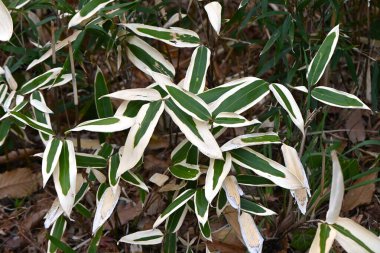 Kuma bambu otu (Sasa veitchii) yaprakları. Japonya 'ya özgü bir Poaceae bitkisi. Soğuk mevsimde yaprakların kenarları kurur ve beyaz desenler oluşur..