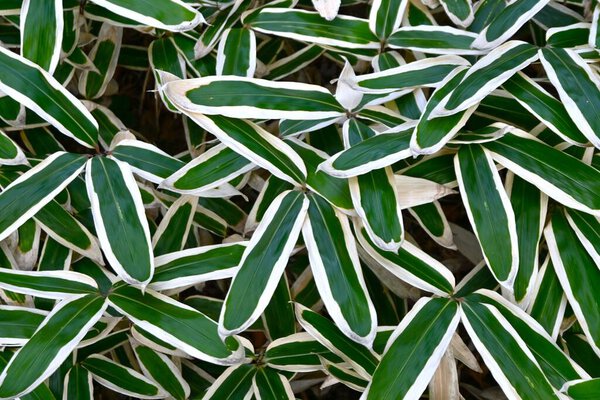 Кума бамбуковая трава (Sasa veitchii) листья. Поевые растения, произрастающие в Японии. В холодное время года края листьев увядают и развиваются белые узоры..