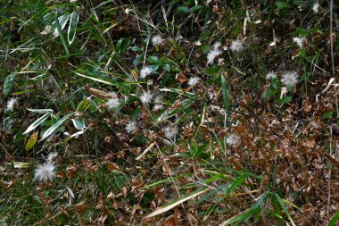 Pertya tarayıcıları (Japonca 'Koyaboki') Pappus. Asteraceae yaprak döken cerrahi. Çiçekler sonbaharda açar ve ashenlerde rüzgârla savrulan papirüs vardır..