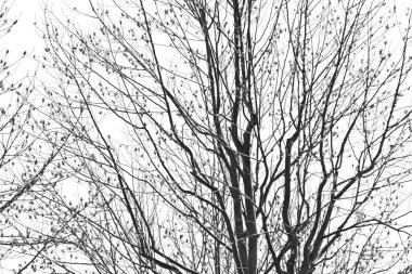  Ağaçların tek renkli fotoğrafı. Tek renkli doğal arkaplan malzemesi.