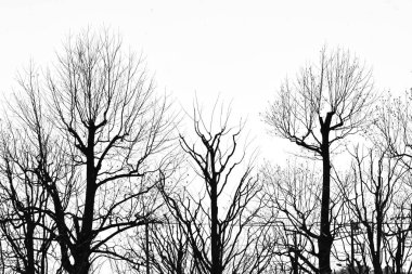  Ağaçların tek renkli fotoğrafı. Tek renkli doğal arkaplan malzemesi.