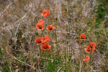 Uzun başlı gelincik (Papaver dubium) çiçekleri. Papaveraceae yıllık bitkileri. Boş arazilerde yetişir ve nisandan mayısa kadar turuncu çiçekler açar..