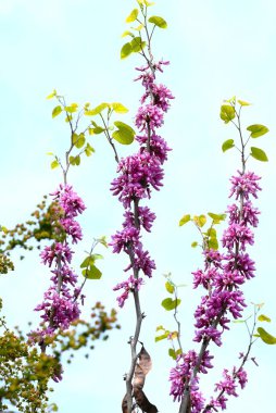 Çin kırmızısı (Cercis chinensis) çiçekleri. Fabaceae yaprak döken çiçek ağacı. Kırmızımsı mor kelebek şeklinde çiçekler Nisan 'dan Mayıs' a kadar açar.
