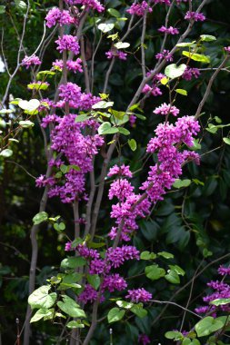 Çin kırmızısı (Cercis chinensis) çiçekleri. Fabaceae yaprak döken çiçek ağacı. Kırmızımsı mor kelebek şeklinde çiçekler Nisan 'dan Mayıs' a kadar açar.