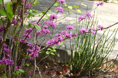 Çin kırmızısı (Cercis chinensis) çiçekleri. Fabaceae yaprak döken çiçek ağacı. Kırmızımsı mor kelebek şeklinde çiçekler Nisan 'dan Mayıs' a kadar açar.