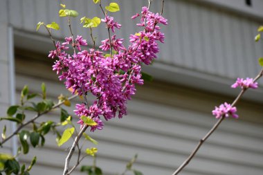 Çin kırmızısı (Cercis chinensis) çiçekleri. Fabaceae yaprak döken çiçek ağacı. Kırmızımsı mor kelebek şeklinde çiçekler Nisan 'dan Mayıs' a kadar açar.