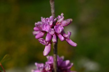 Çin kırmızısı (Cercis chinensis) çiçekleri. Fabaceae yaprak döken çiçek ağacı. Kırmızımsı mor kelebek şeklinde çiçekler Nisan 'dan Mayıs' a kadar açar.