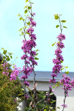 Çin kırmızısı (Cercis chinensis) çiçekleri. Fabaceae yaprak döken çiçek ağacı. Kırmızımsı mor kelebek şeklinde çiçekler Nisan 'dan Mayıs' a kadar açar.