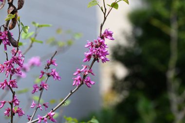 Çin kırmızısı (Cercis chinensis) çiçekleri. Fabaceae yaprak döken çiçek ağacı. Kırmızımsı mor kelebek şeklinde çiçekler Nisan 'dan Mayıs' a kadar açar.