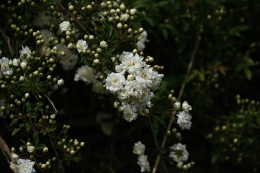  Banksia gülü (Rosa banksiae) çiçekler. Rosaceae daima yeşil asma çalısı. Nisan 'dan Mayıs' a kadar beyaz veya sarı kokulu çiçekler açar. Dikenleri olmadığı için büyümesi kolaydır..