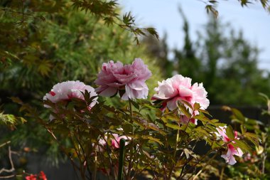  Şakayık (Paeonia suffruticosa) çiçekleri. Çin 'e özgü sübyancı çiçekli bir çalılık. Güzel beyaz, pembe ve kırmızı çiçekler yazın başlarında açar..