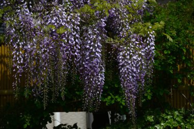  Japon salkımı çiçekleri tamamen çiçek açmış. Japonya 'ya özgü bir Fabaceae yaprak döken sarmaşık çalısı. Nisan 'dan Mayıs' a kadar, sayısız mor kelebek şeklindeki çiçekler çiçek açar ve kızılgerdanlıklar sarkar..