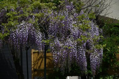  Japon salkımı çiçekleri tamamen çiçek açmış. Japonya 'ya özgü bir Fabaceae yaprak döken sarmaşık çalısı. Nisan 'dan Mayıs' a kadar, sayısız mor kelebek şeklindeki çiçekler çiçek açar ve kızılgerdanlıklar sarkar..