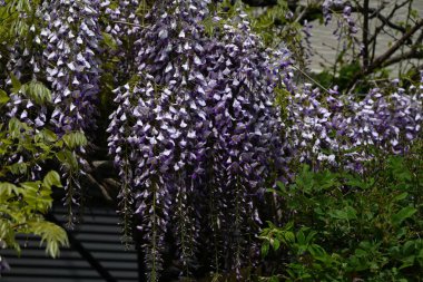  Japon salkımı çiçekleri tamamen çiçek açmış. Japonya 'ya özgü bir Fabaceae yaprak döken sarmaşık çalısı. Nisan 'dan Mayıs' a kadar, sayısız mor kelebek şeklindeki çiçekler çiçek açar ve kızılgerdanlıklar sarkar..