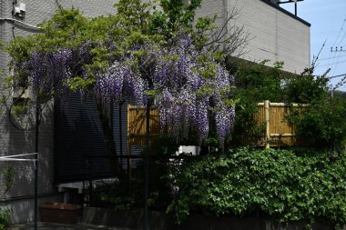  Japon salkımı çiçekleri tamamen çiçek açmış. Japonya 'ya özgü bir Fabaceae yaprak döken sarmaşık çalısı. Nisan 'dan Mayıs' a kadar, sayısız mor kelebek şeklindeki çiçekler çiçek açar ve kızılgerdanlıklar sarkar..
