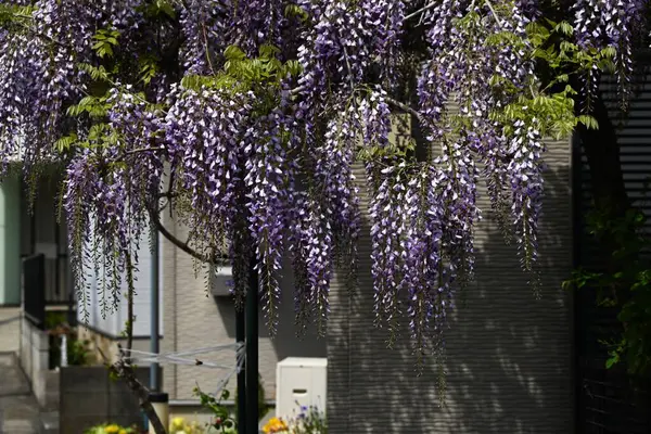  Japon salkımı çiçekleri tamamen çiçek açmış. Japonya 'ya özgü bir Fabaceae yaprak döken sarmaşık çalısı. Nisan 'dan Mayıs' a kadar, sayısız mor kelebek şeklindeki çiçekler çiçek açar ve kızılgerdanlıklar sarkar..