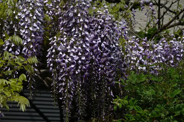  Japon salkımı çiçekleri tamamen çiçek açmış. Japonya 'ya özgü bir Fabaceae yaprak döken sarmaşık çalısı. Nisan 'dan Mayıs' a kadar, sayısız mor kelebek şeklindeki çiçekler çiçek açar ve kızılgerdanlıklar sarkar..