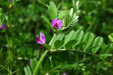  Dar yapraklı Vetch (Vicia sativa) çiçekleri. Fabaceae yıllık sarmaşığı. Mor kırmızı kelebek şeklinde çiçekler ilkbahardan yazın başına kadar açar..