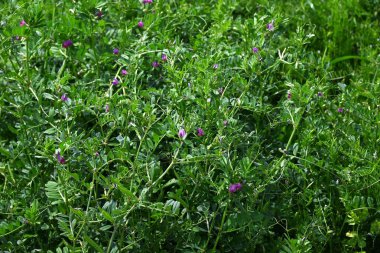  Dar yapraklı Vetch (Vicia sativa) çiçekleri. Fabaceae yıllık sarmaşığı. Mor kırmızı kelebek şeklinde çiçekler ilkbahardan yazın başına kadar açar..