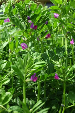  Dar yapraklı Vetch (Vicia sativa) çiçekleri. Fabaceae yıllık sarmaşığı. Mor kırmızı kelebek şeklinde çiçekler ilkbahardan yazın başına kadar açar..
