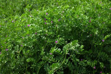  Dar yapraklı Vetch (Vicia sativa) çiçekleri. Fabaceae yıllık sarmaşığı. Mor kırmızı kelebek şeklinde çiçekler ilkbahardan yazın başına kadar açar..