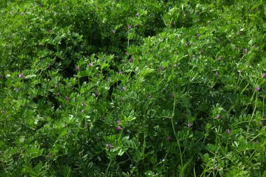  Dar yapraklı Vetch (Vicia sativa) çiçekleri. Fabaceae yıllık sarmaşığı. Mor kırmızı kelebek şeklinde çiçekler ilkbahardan yazın başına kadar açar..