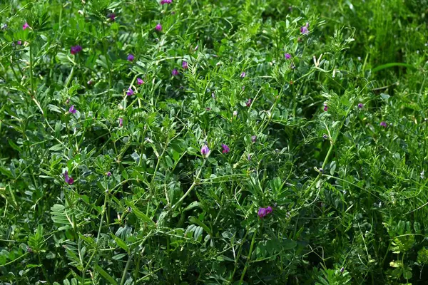  Dar yapraklı Vetch (Vicia sativa) çiçekleri. Fabaceae yıllık sarmaşığı. Mor kırmızı kelebek şeklinde çiçekler ilkbahardan yazın başına kadar açar..