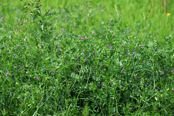 Dar yapraklı Vetch (Vicia sativa) çiçekleri. Fabaceae yıllık sarmaşığı. Mor kırmızı kelebek şeklinde çiçekler ilkbahardan yazın başına kadar açar..