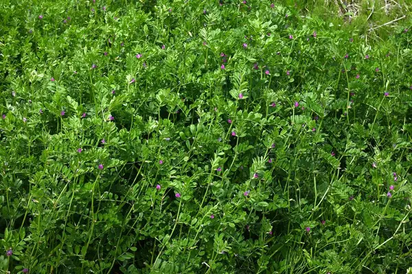  Dar yapraklı Vetch (Vicia sativa) çiçekleri. Fabaceae yıllık sarmaşığı. Mor kırmızı kelebek şeklinde çiçekler ilkbahardan yazın başına kadar açar..